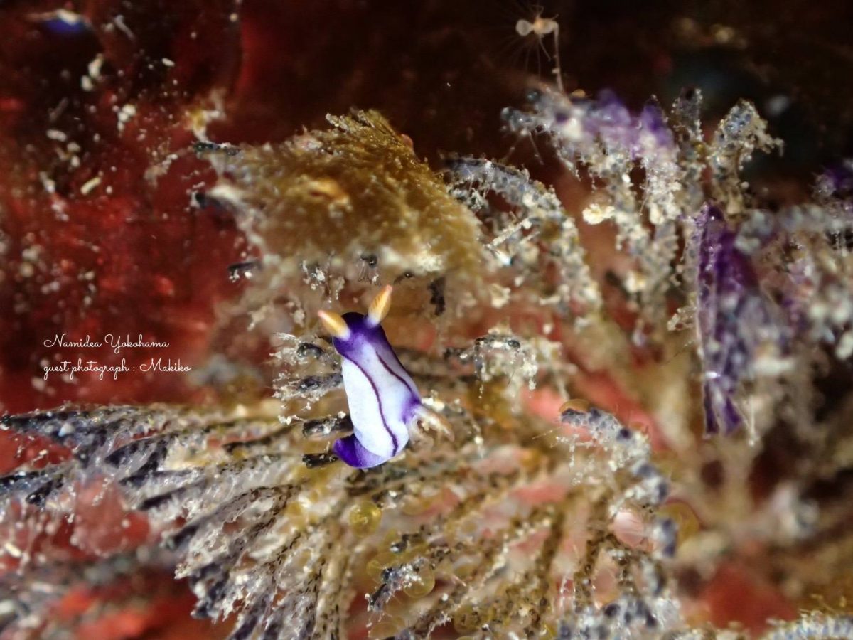 クロスジリュウグウウミウシ