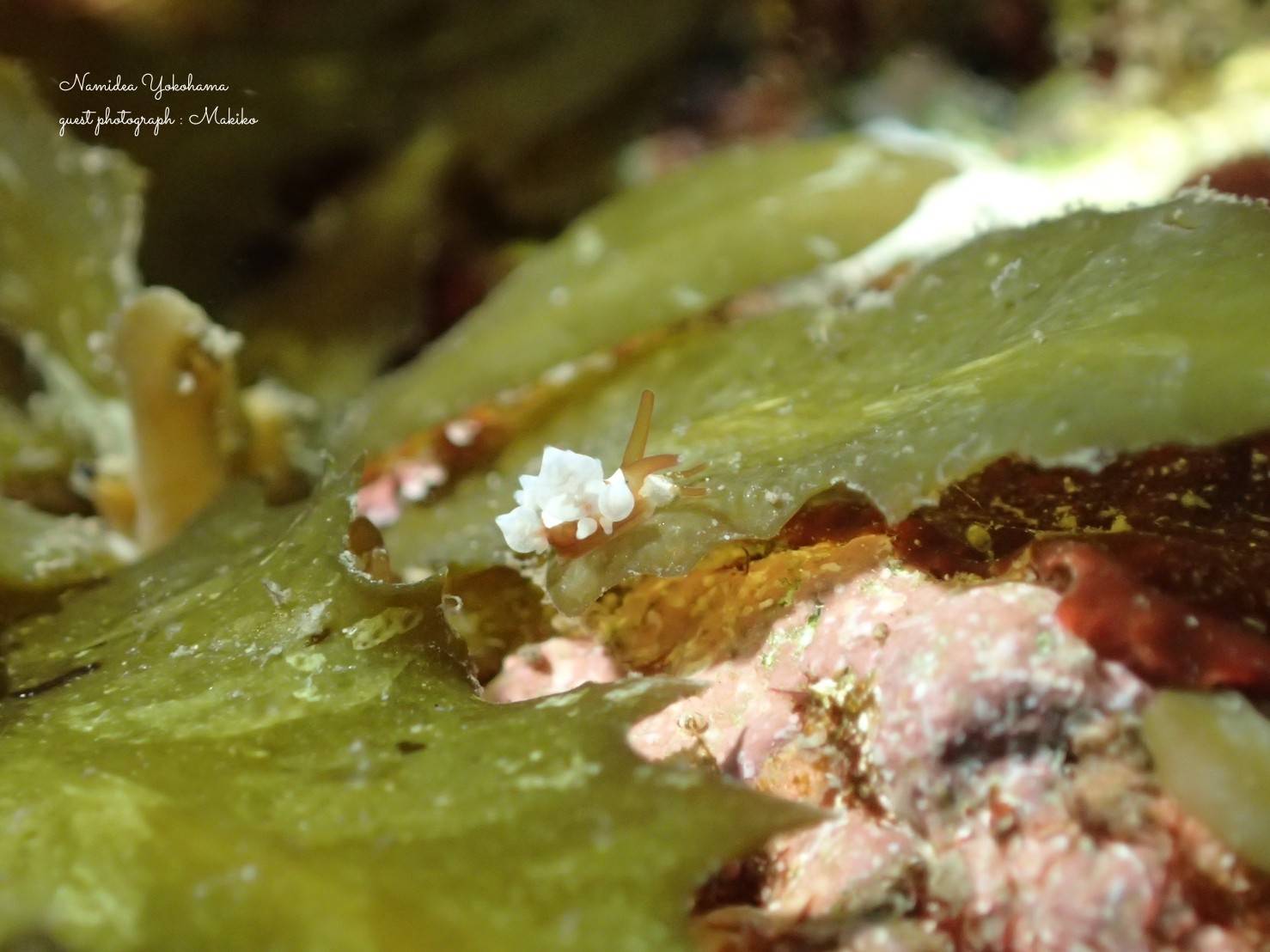 イナバミノウミウシ