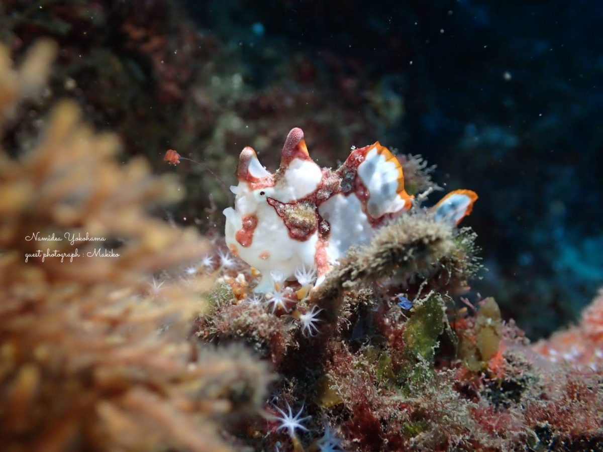 クマドリカエルアンコウ