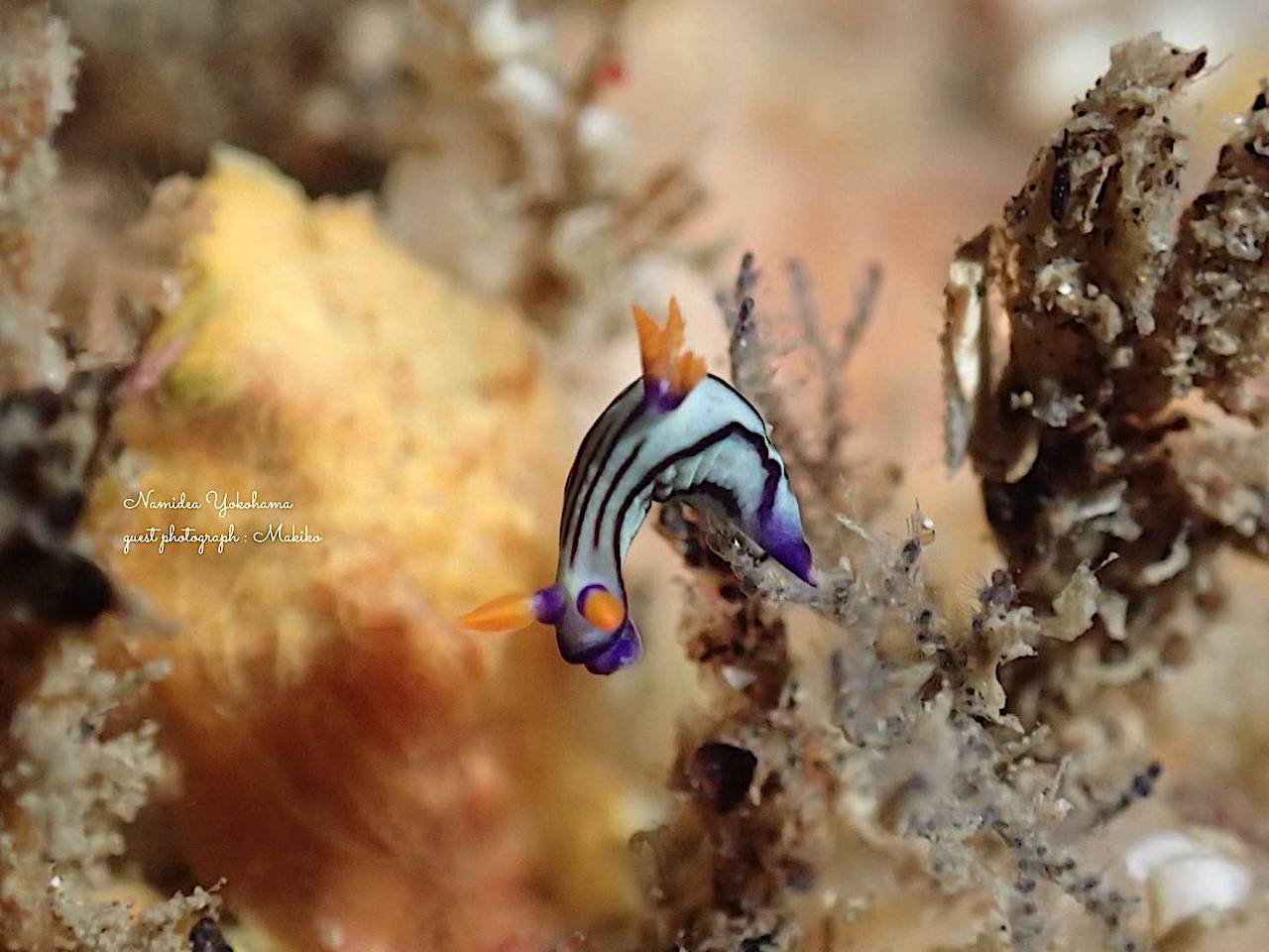 2日連続発見!クロスジリュウグウウミウシ