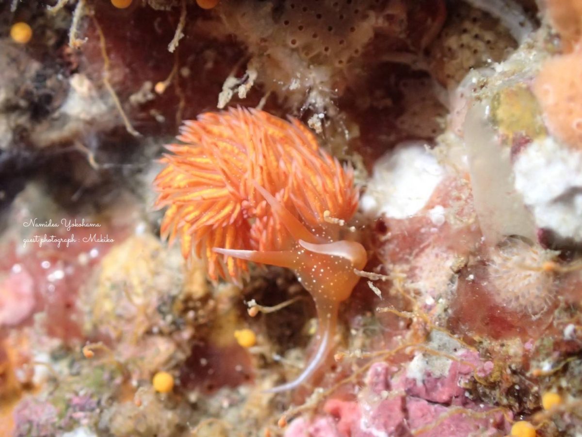 アカエラミノウミウシ