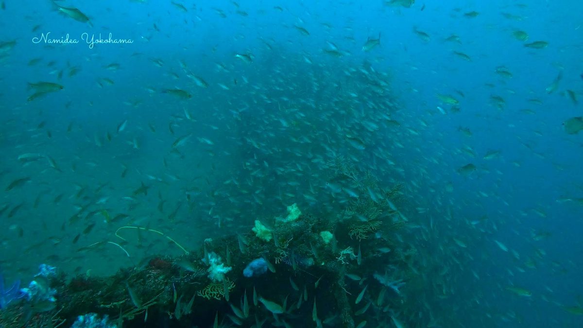 熱海　沈船ダイビング
