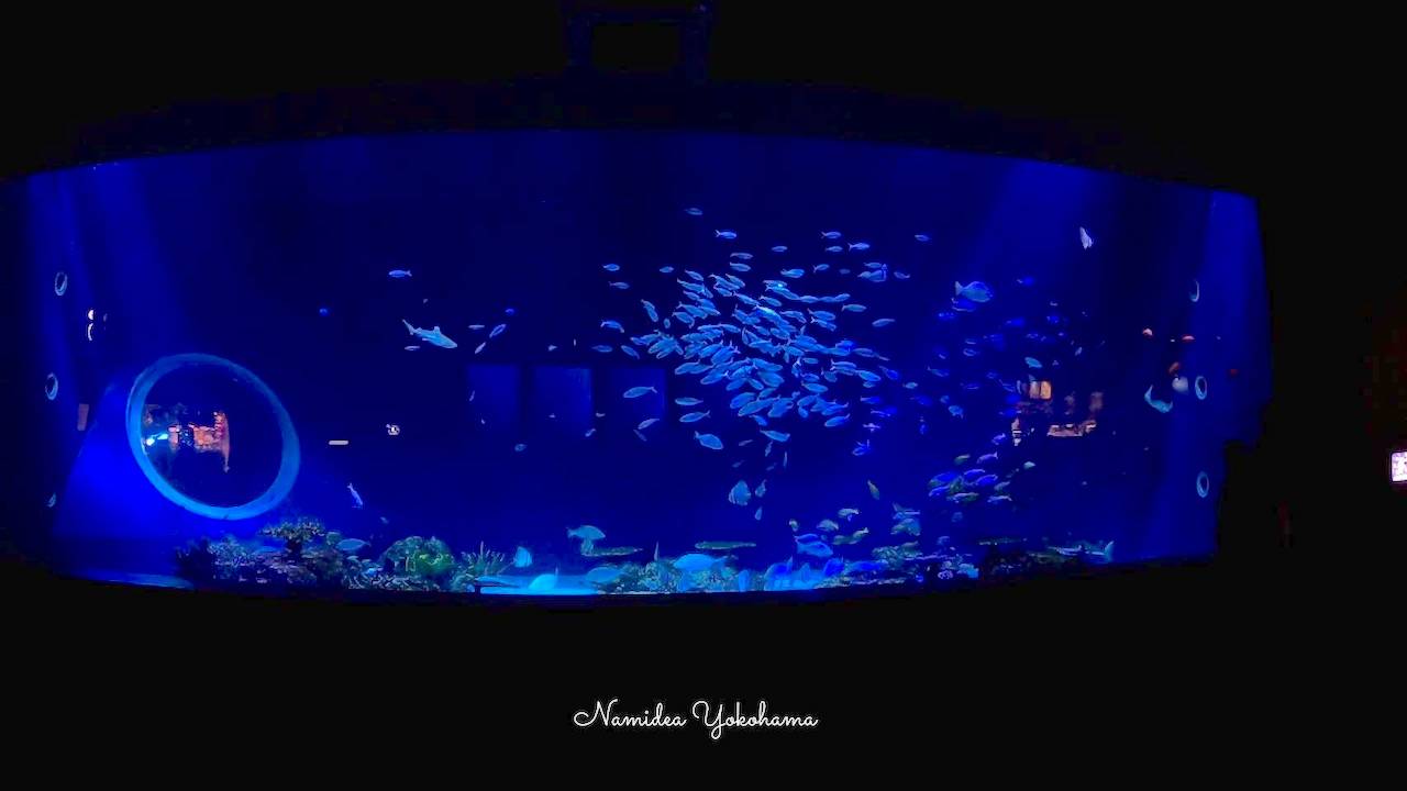 沖縄・那覇　かりゆし水族館