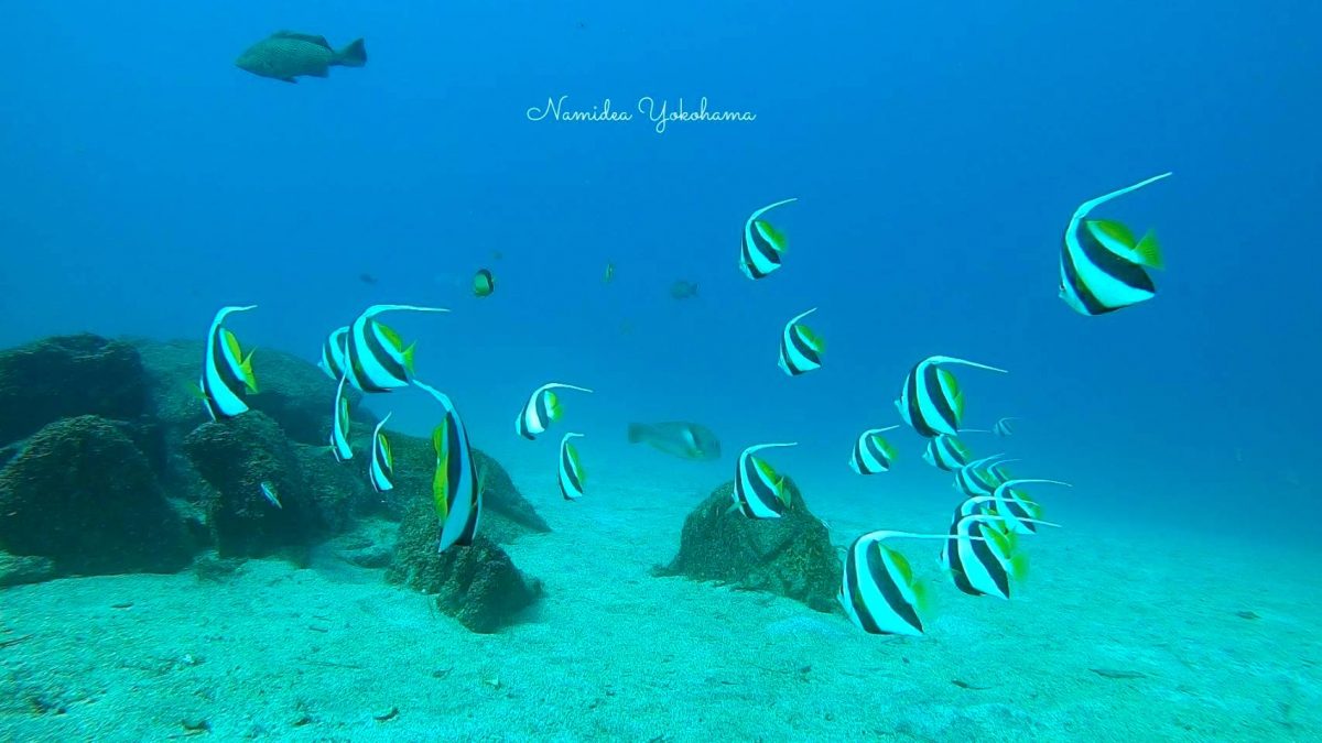 まだまだ元気なムレハタタテダイ