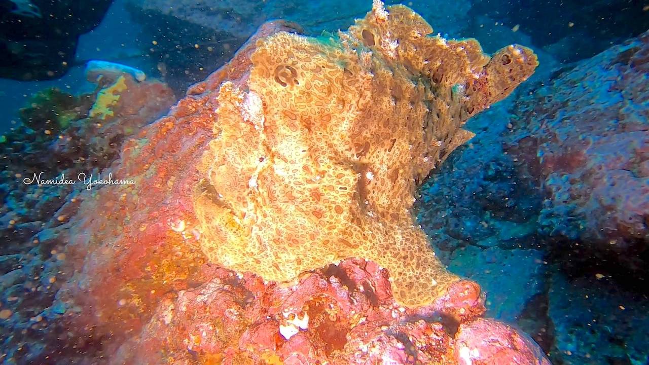 でっかすぎてビックリなオオモンカエルアンコウ
