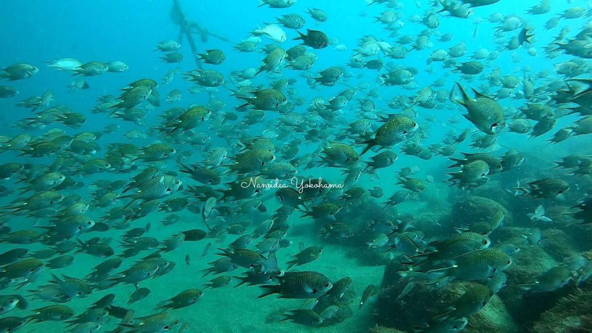 スズメダイの群れもすごいです