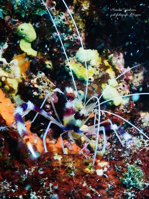 富戸ヨコバマ・オトヒメエビ