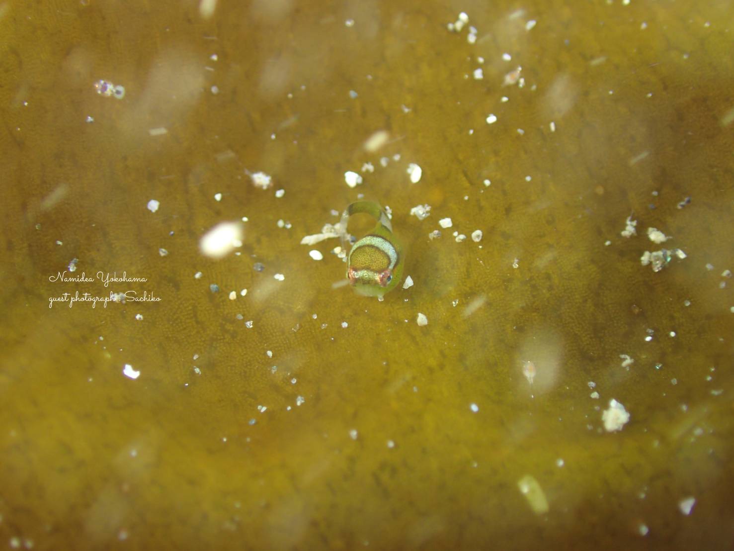 エンジェルダンゴウオ 発見