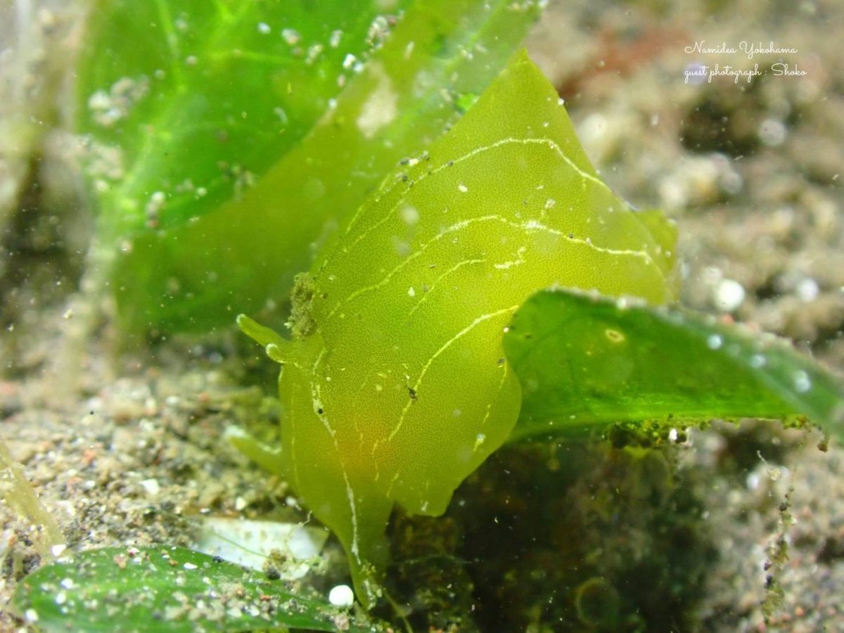 クサモチアメフラシ