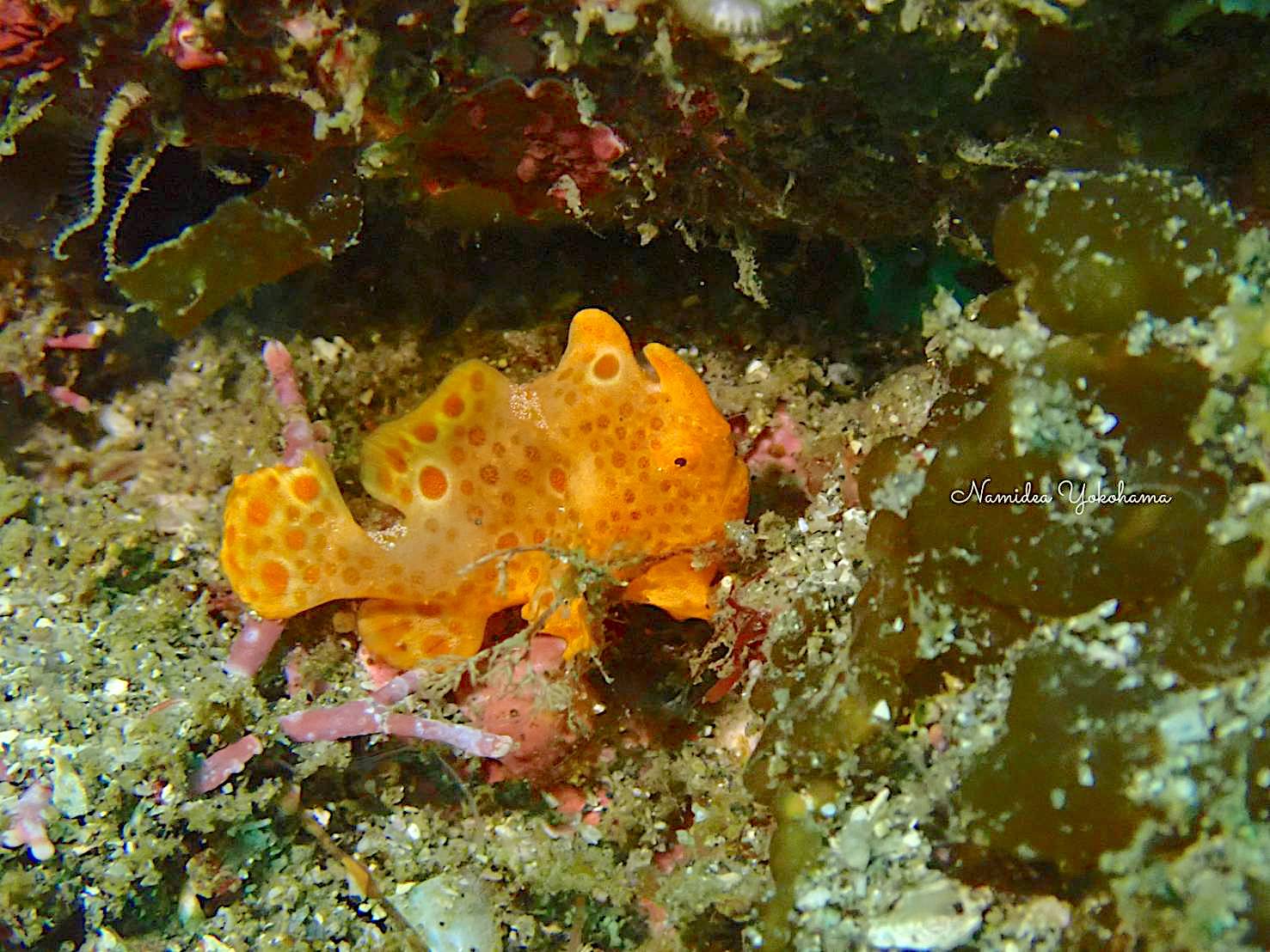 ドット柄のカエルアンコウ