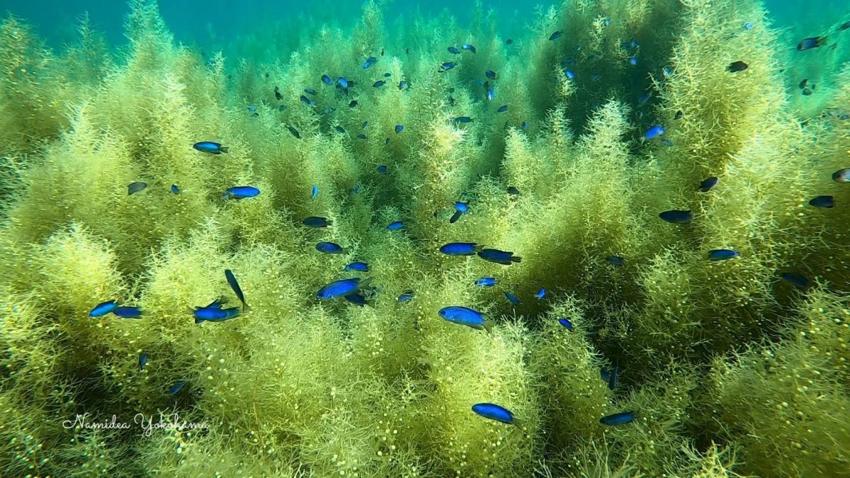 ソラスズメダイが群れてました