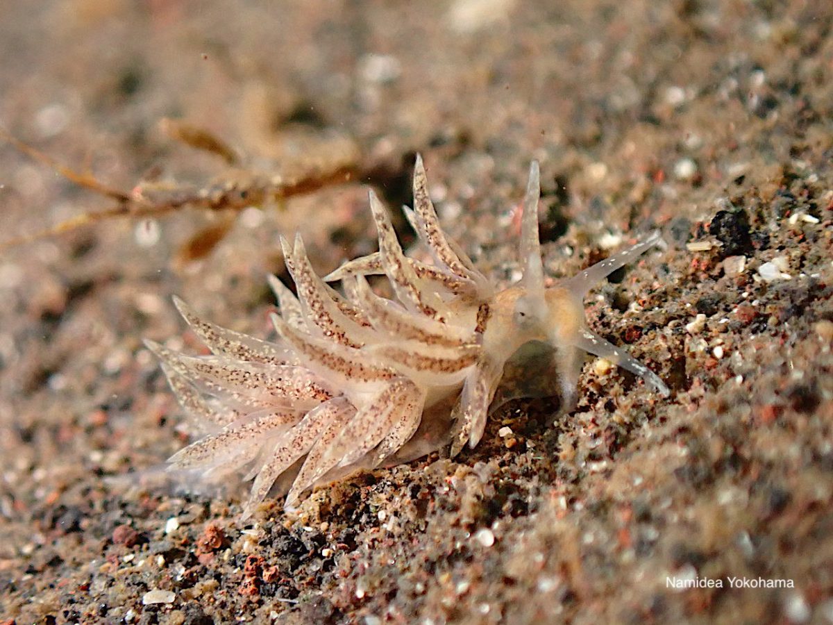 大瀬崎 ウミウシ