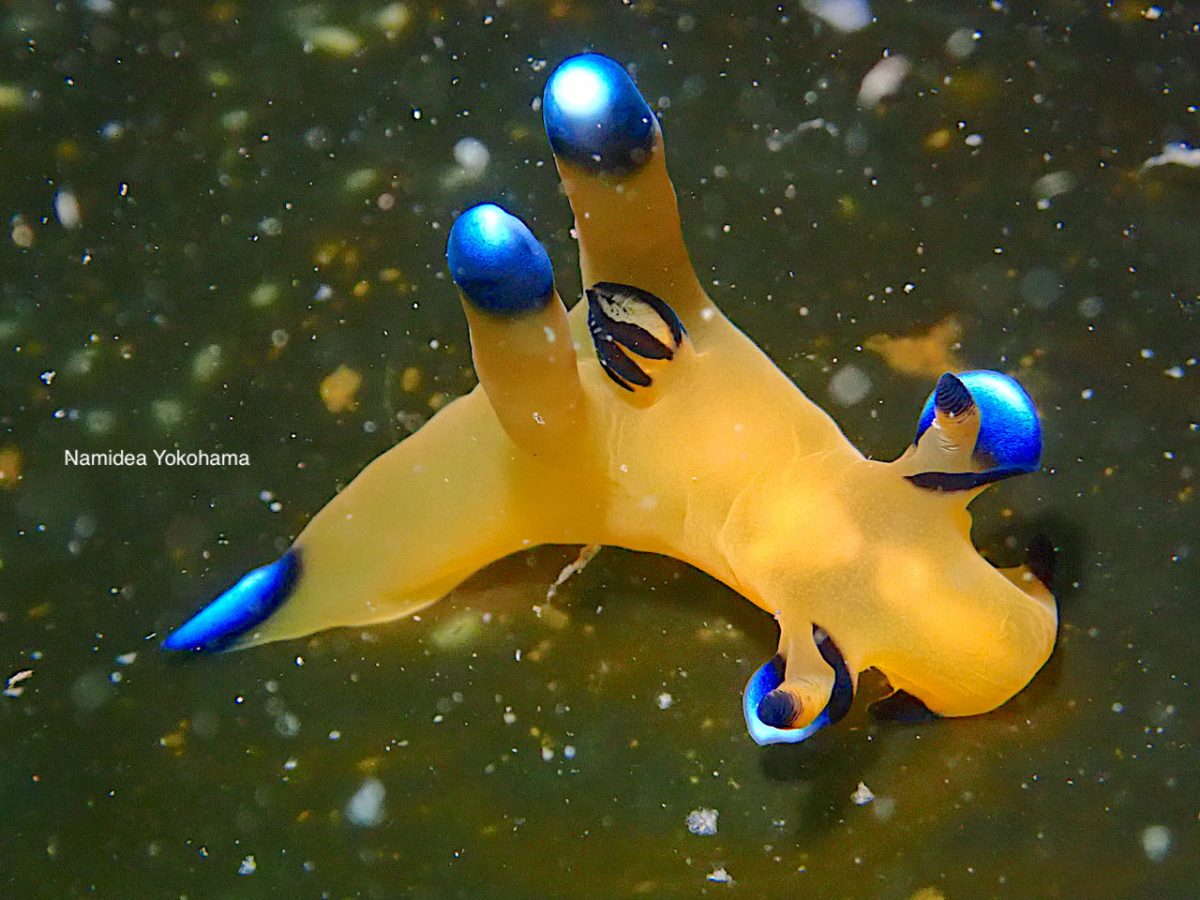 ちょっと大きくなりすぎてるピカチュー