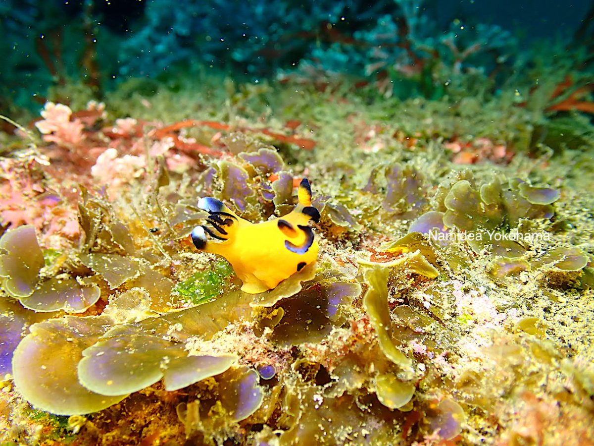 ウデフリツノザヤウミウシ