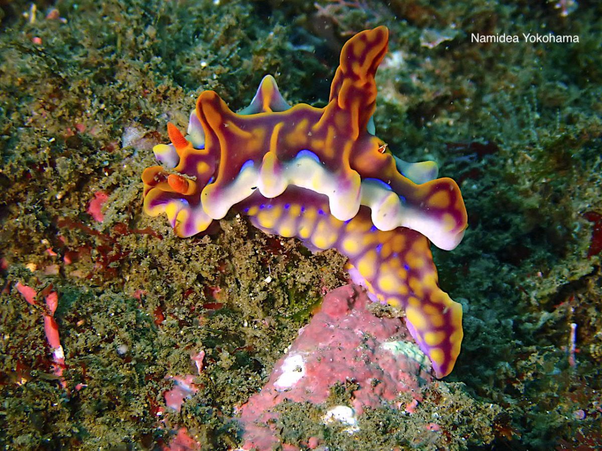 ちょうどいいサイズのミアミラウミウシ