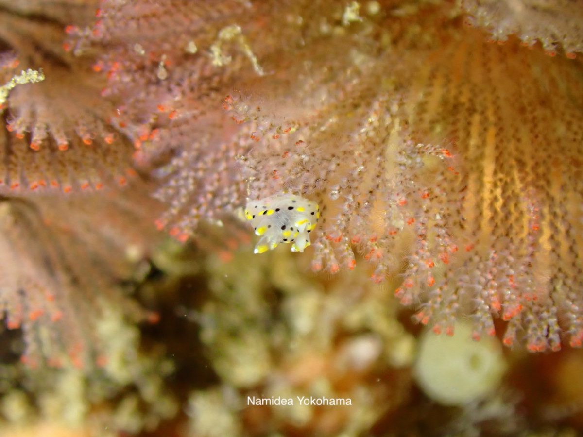 ミズタマウミウシ