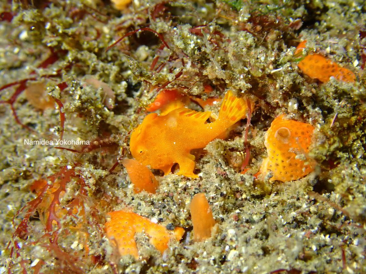 オレンジ色のイロカエルアンコウ