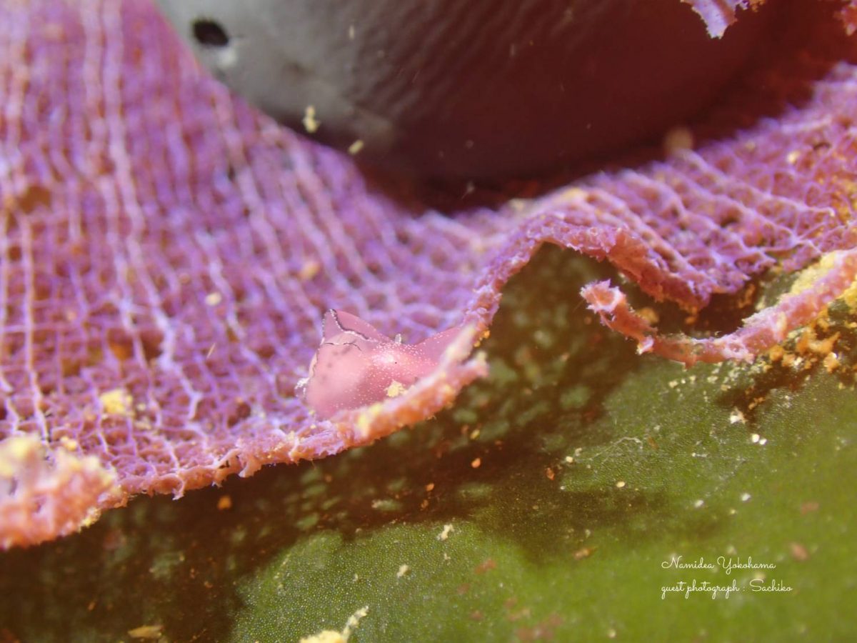 サガミアメフラシ