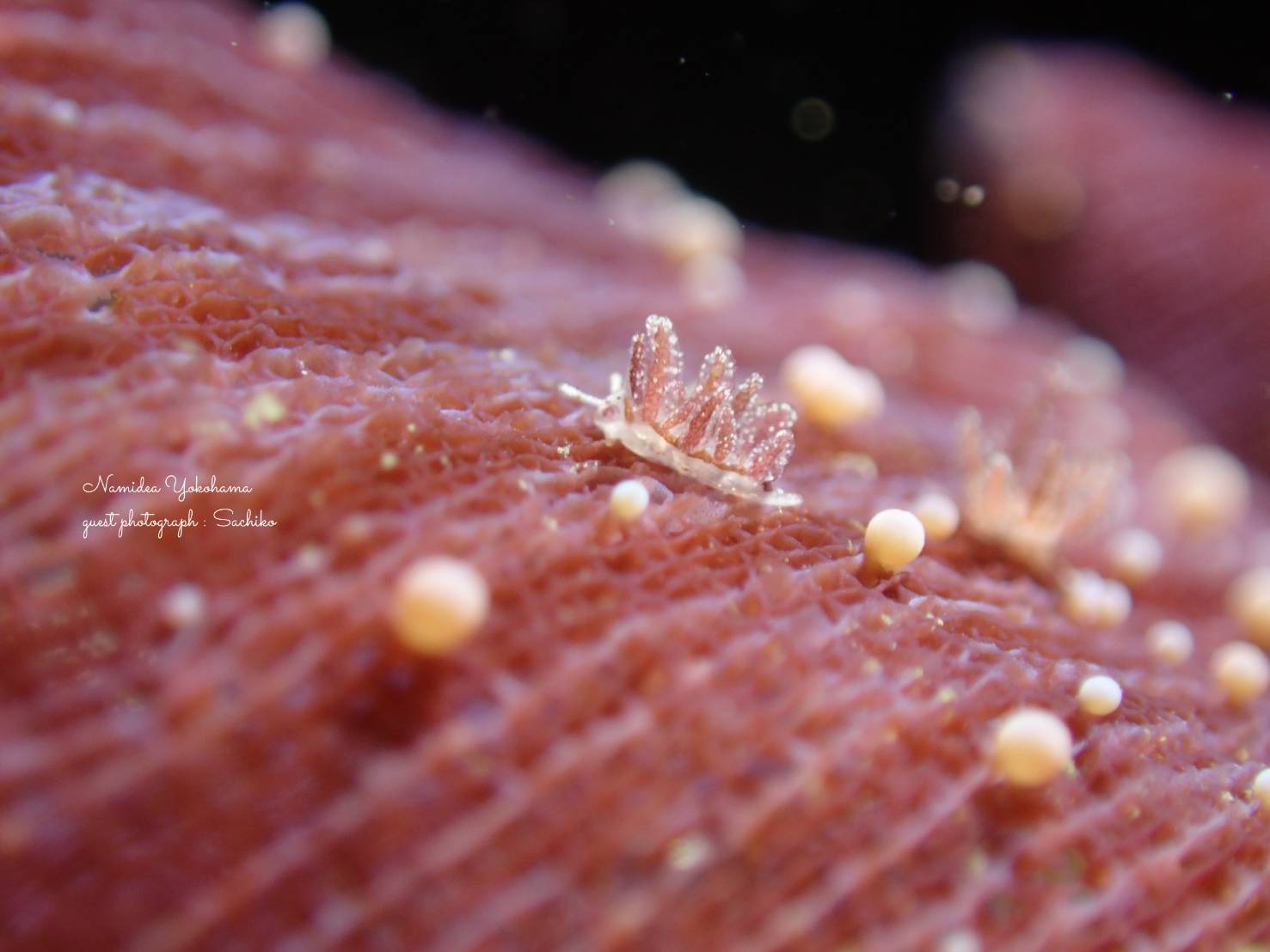 ついにベルグウミウシ発見