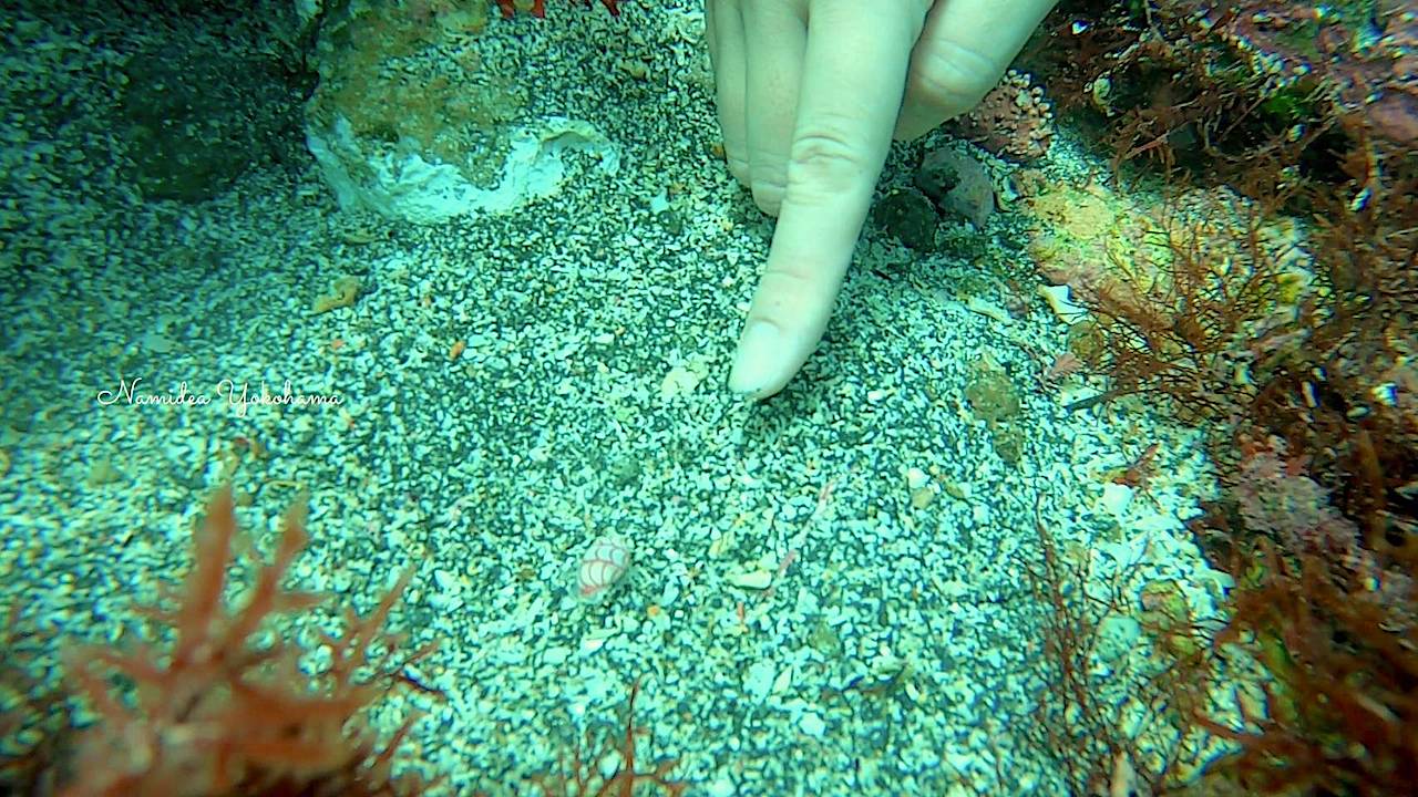 初めてのベニシボリ発見