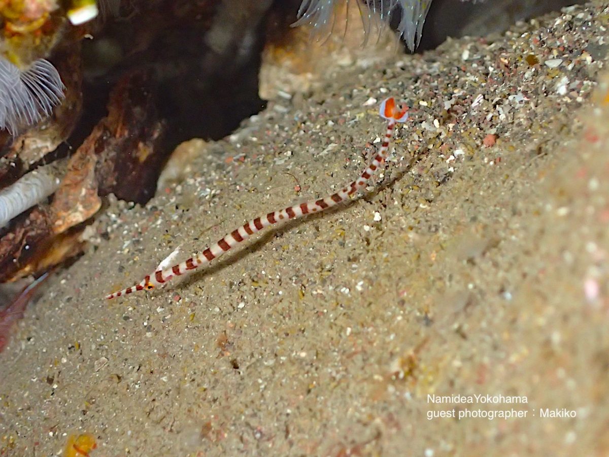 カスミオイランヨウジ