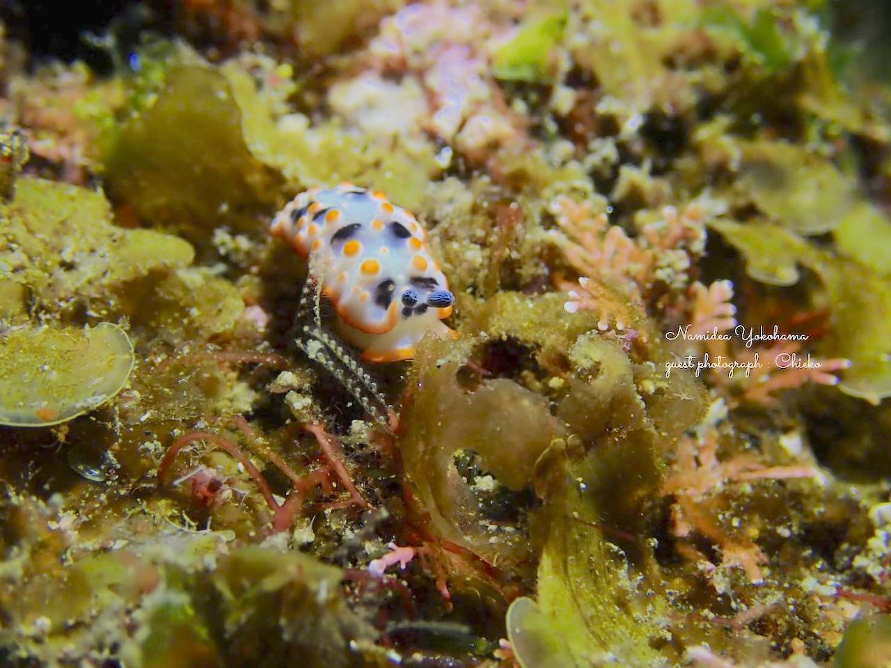 浮島　ハナオトメウミウシのおちび
