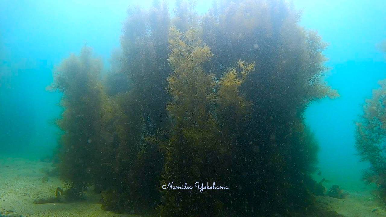 平沢にも海中林が登場中