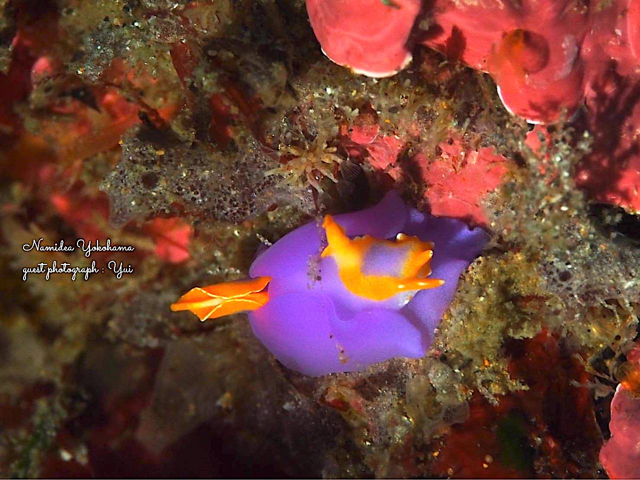 北川・ムラサキウミコチョウ