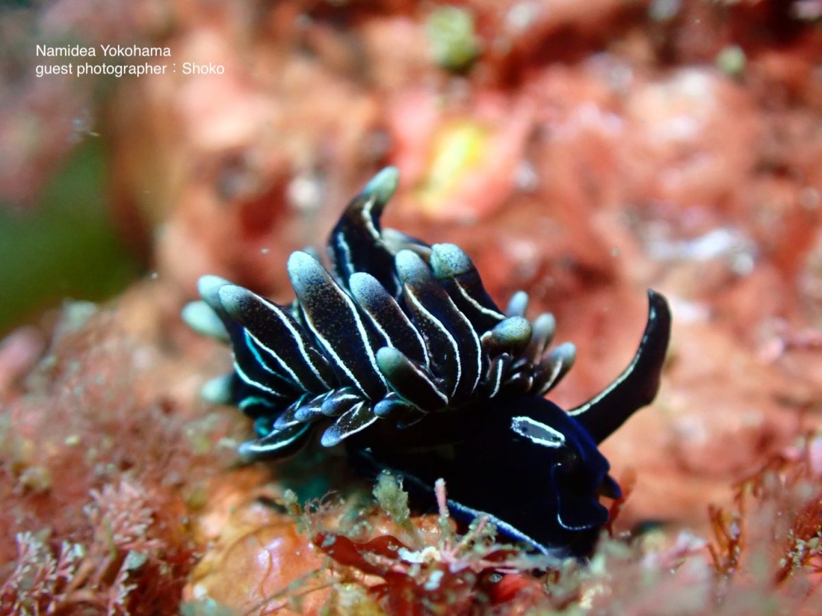触覚が片方ないクロモウミウシ