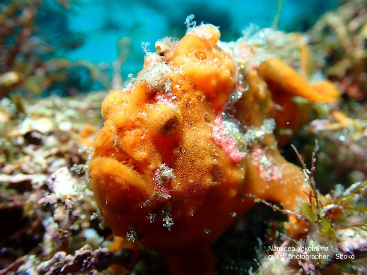 イロカエルアンコウ