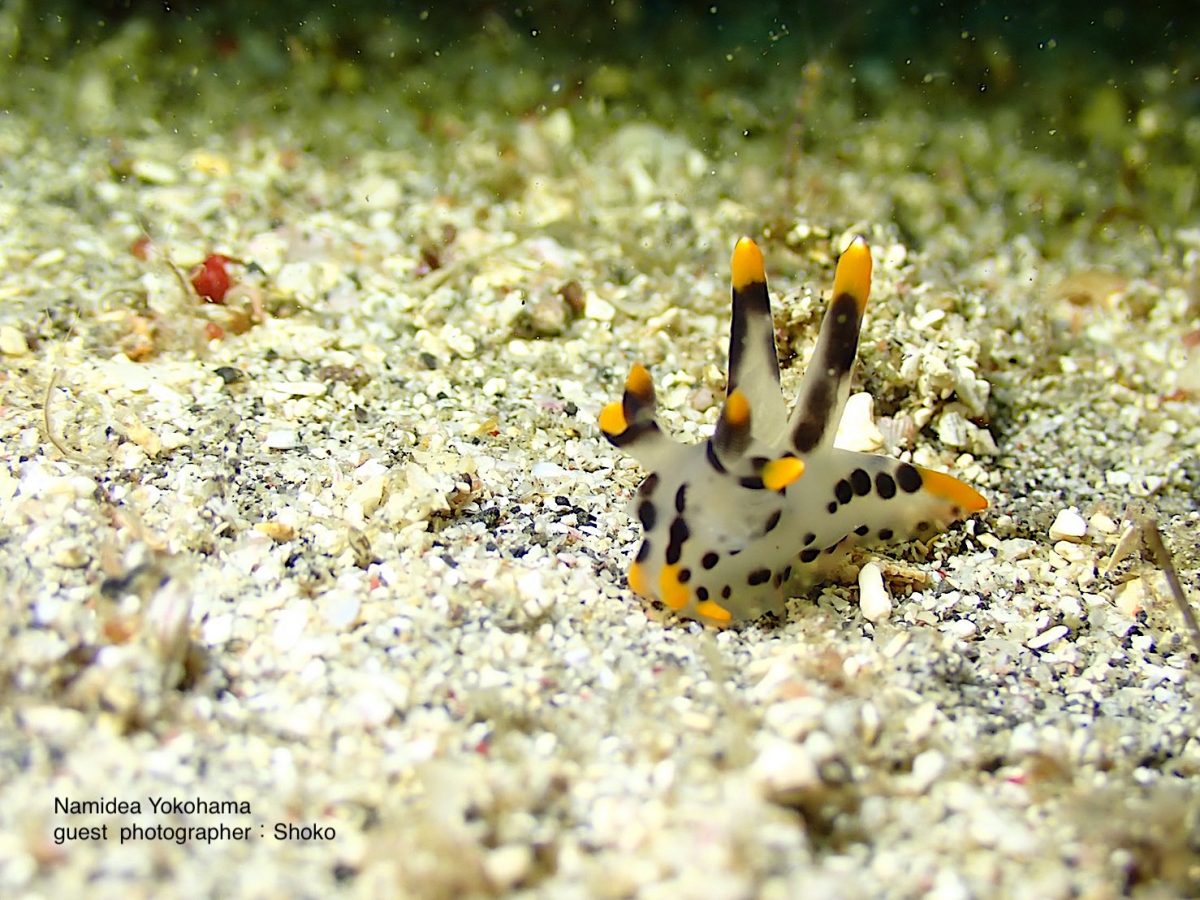 ツノザヤウミウシもいました