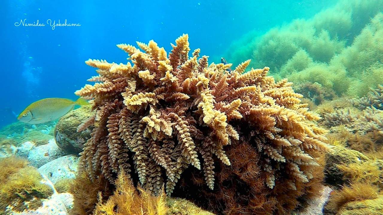 カギケノリも今が見頃