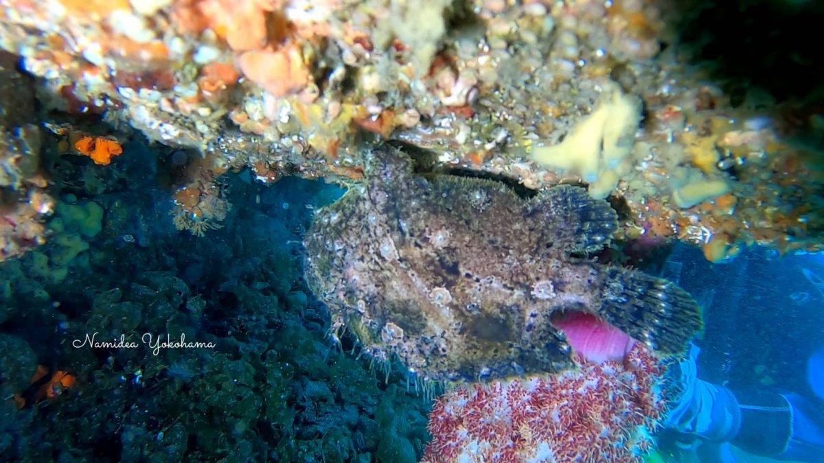 ソウシカエルアンコウ