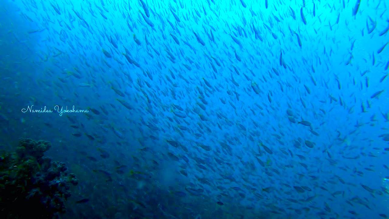東伊豆北川のタカベの群れ
