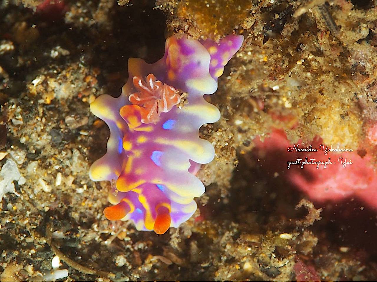 北川・成長中のミアミラウミウシ