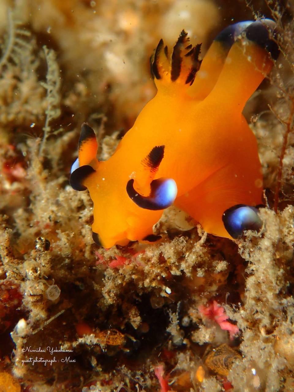 北川・ウデフリツノザヤウミウシ