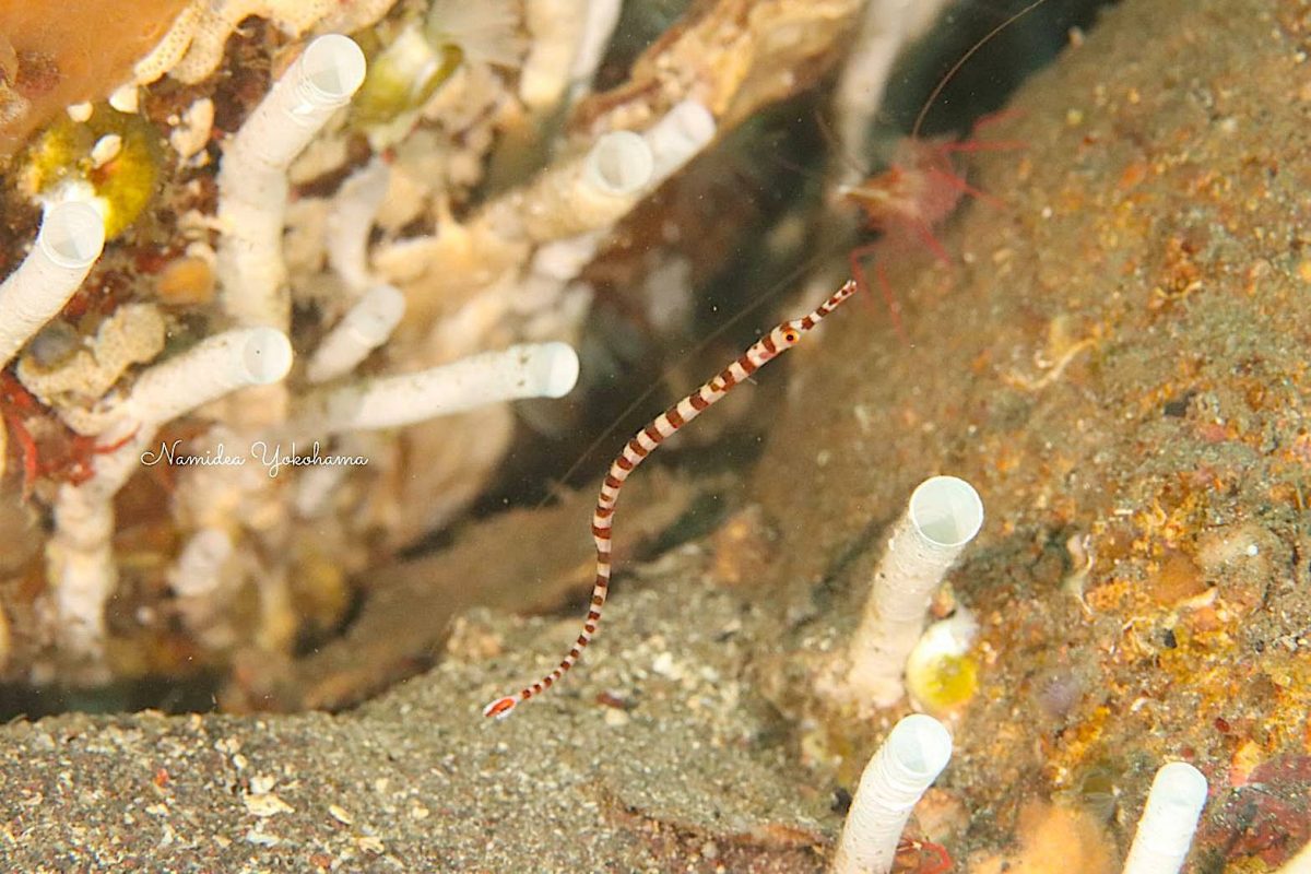 カスミオイランヨウジ