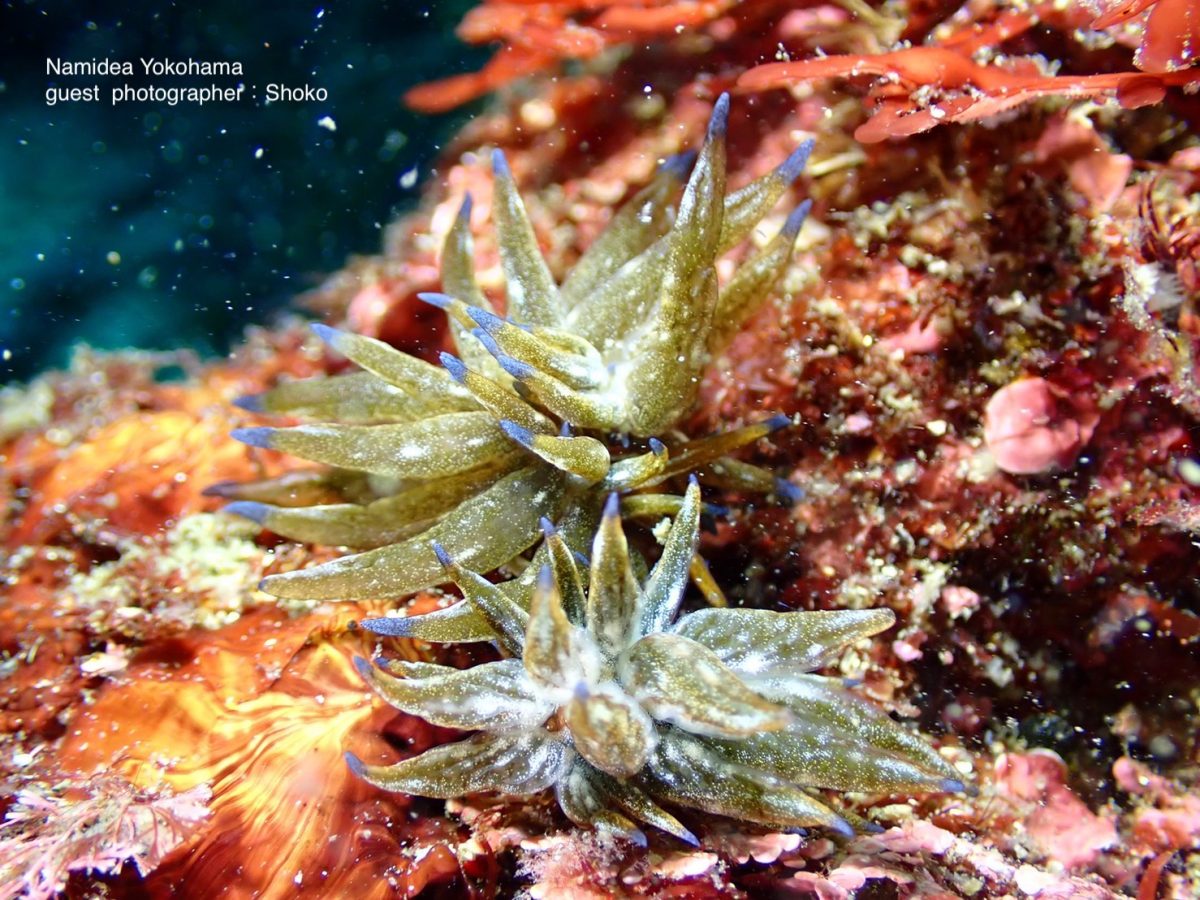 意外と大きなトウヨウモウミウシ