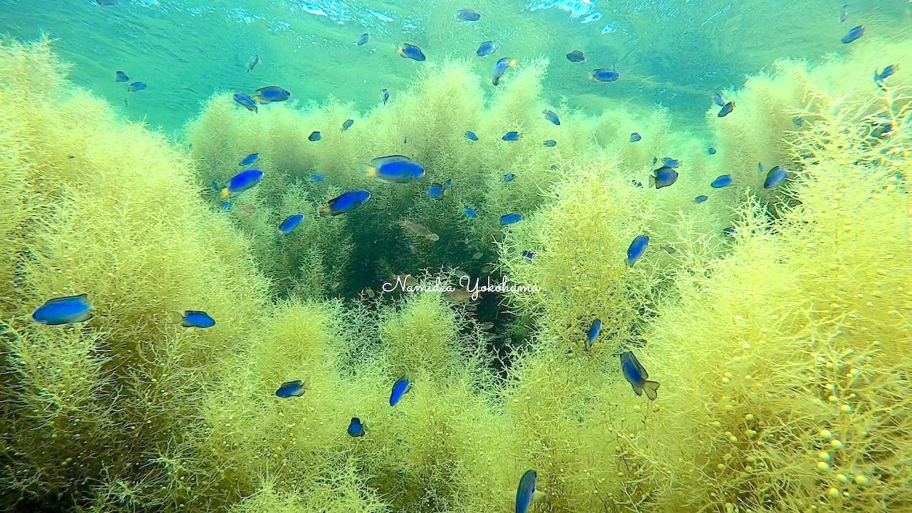 海中林に集まるソラスズメダイ