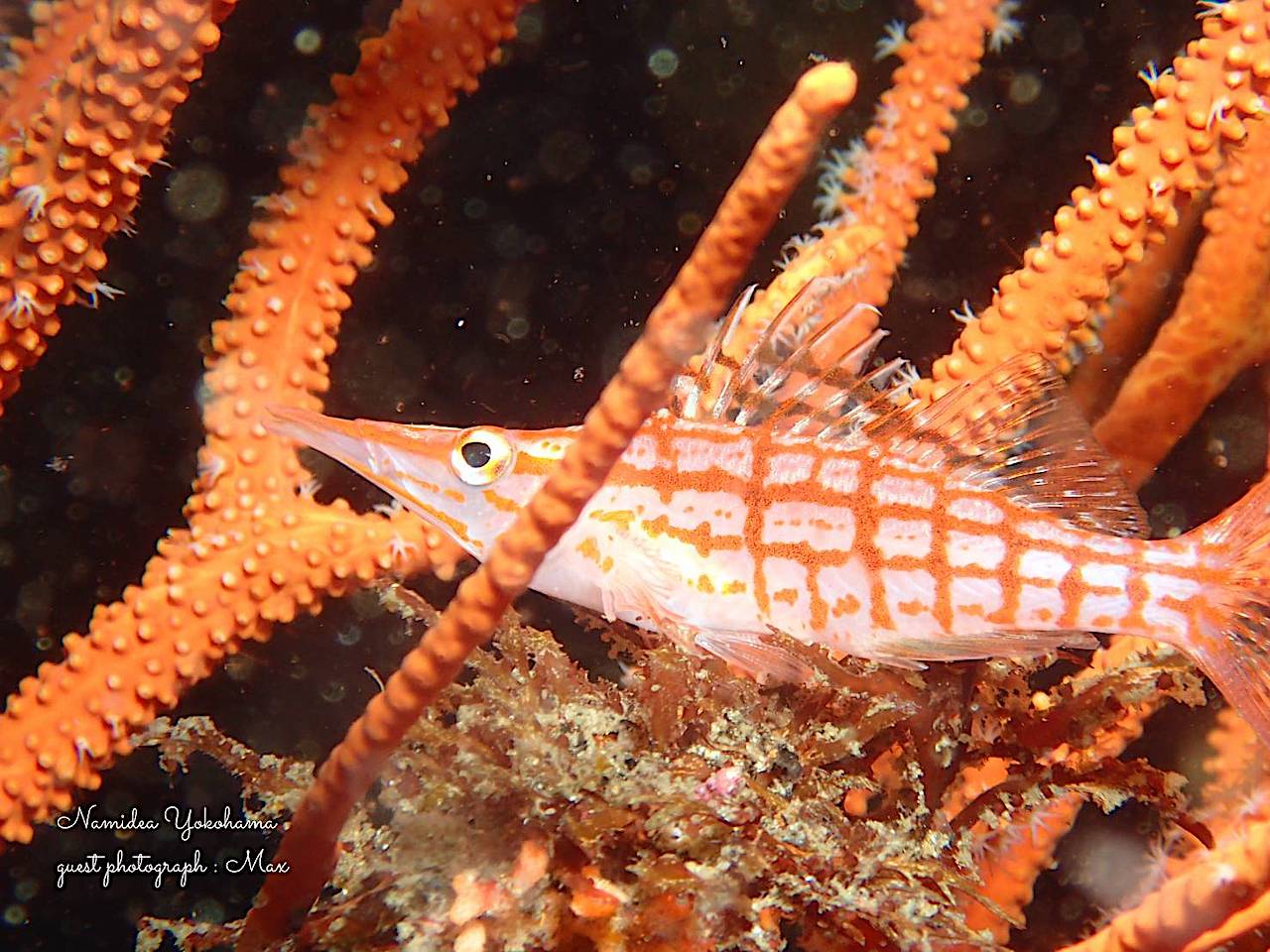 北川・クダゴンベ