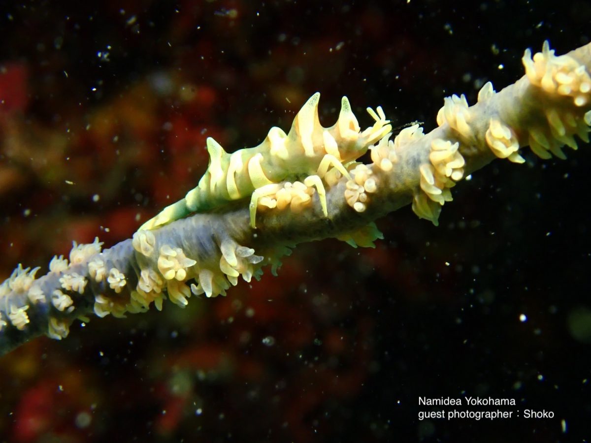 ムチカラマツエビもいました