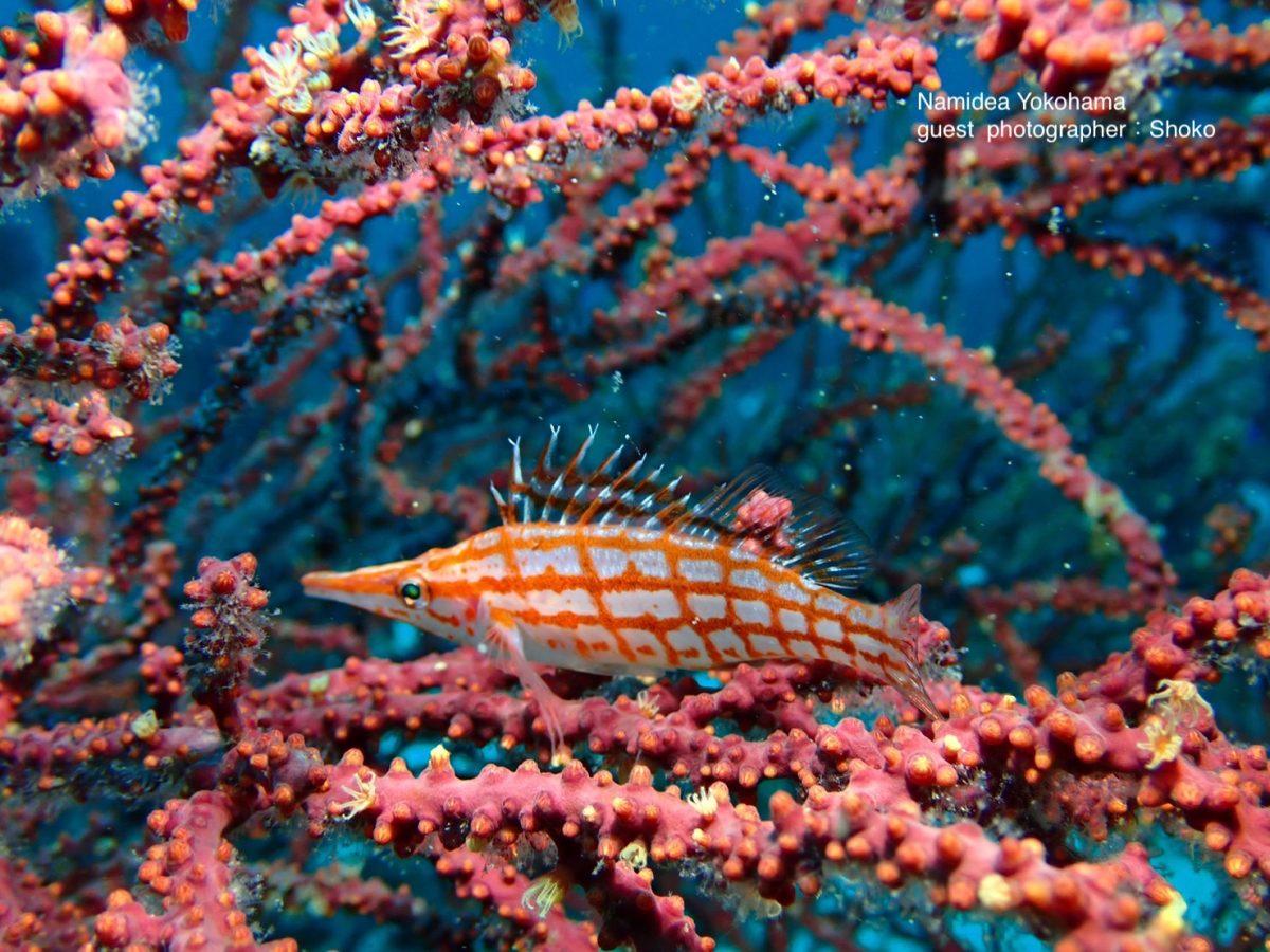 ずっといるクダゴンベ