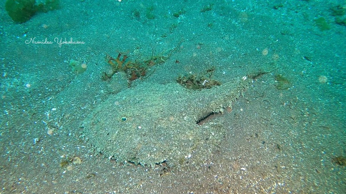 小さなキアンコウ