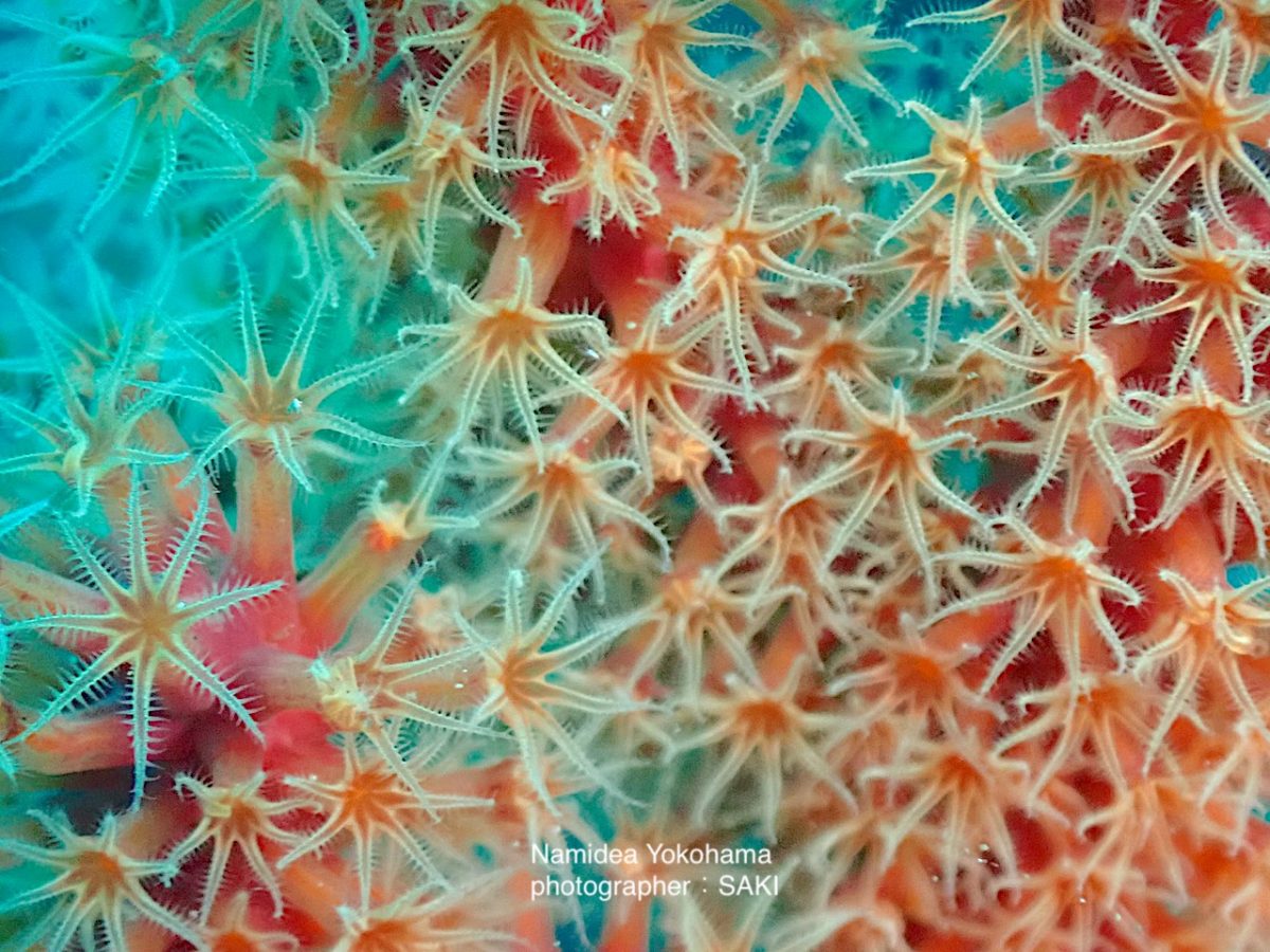 さきちゃん ポリプ