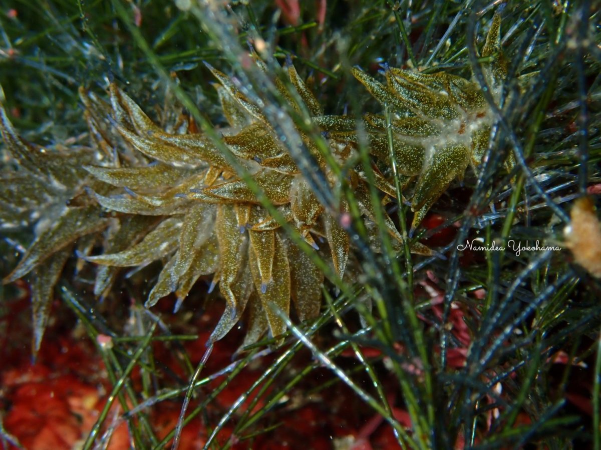 トウヨウモウミウシ