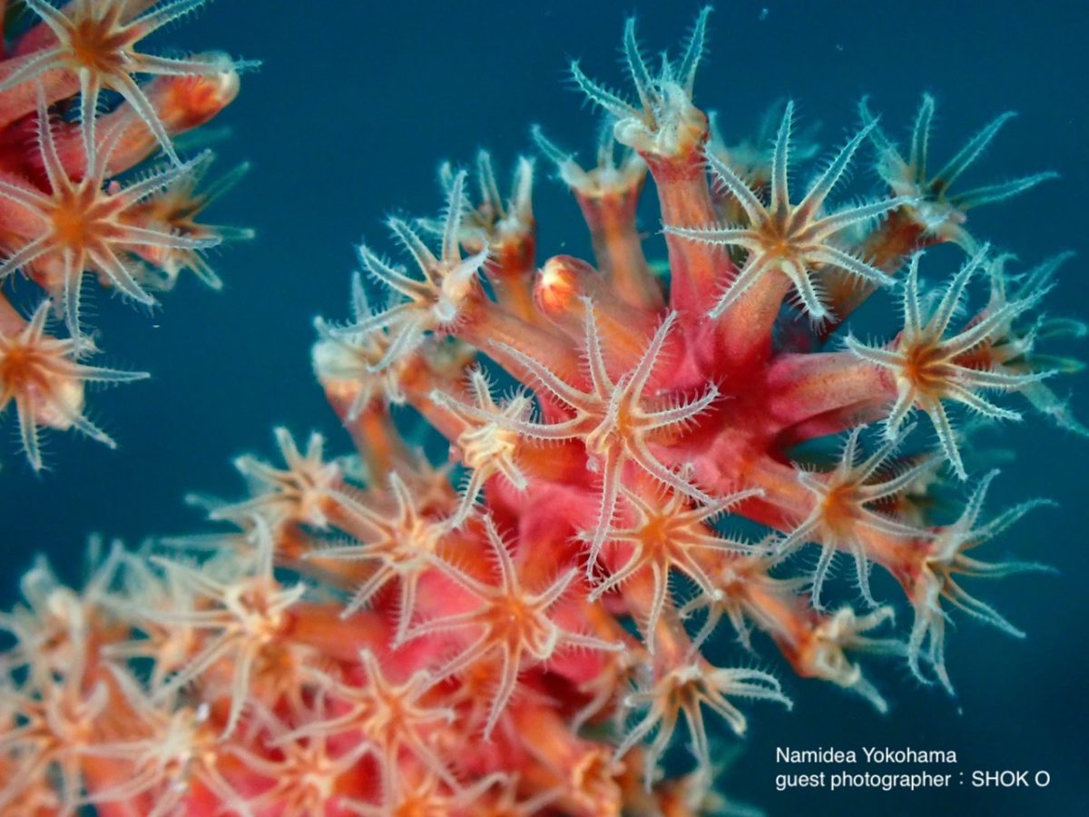 山本さん ポリプ