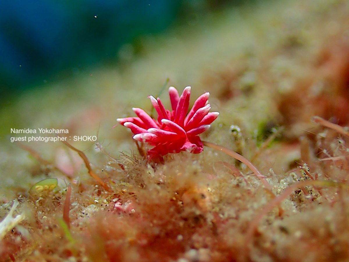 山本さん ヒロウミウシ