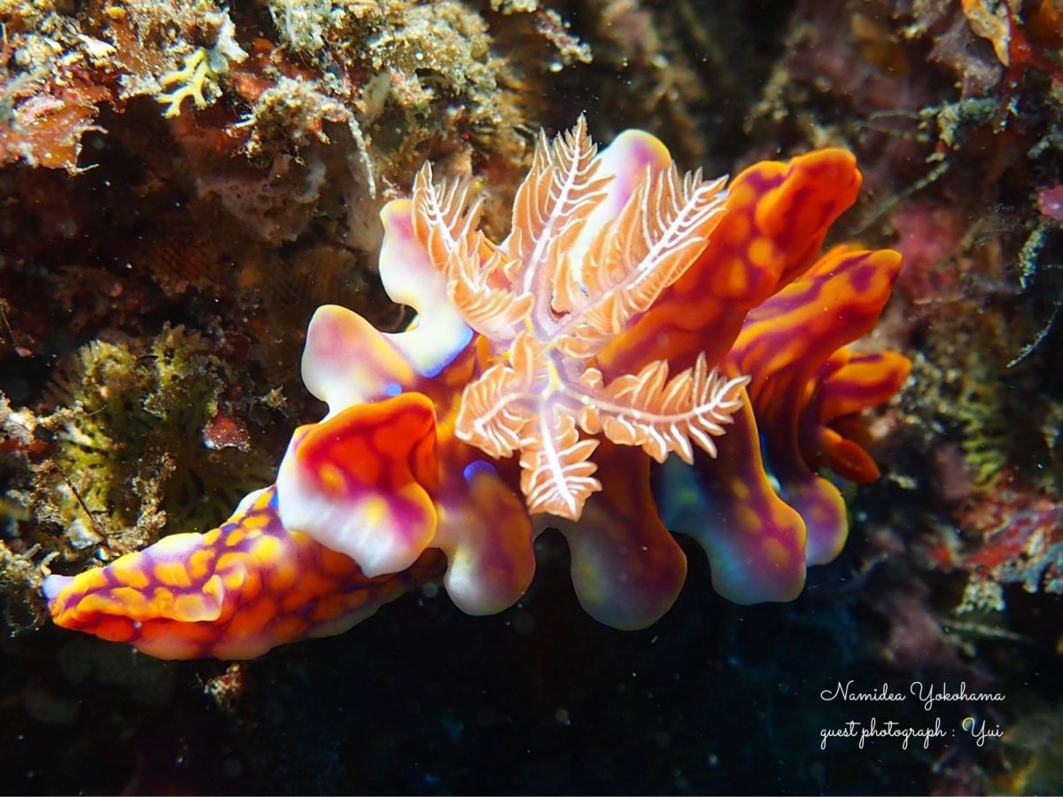 後ろからミアミラウミウシ