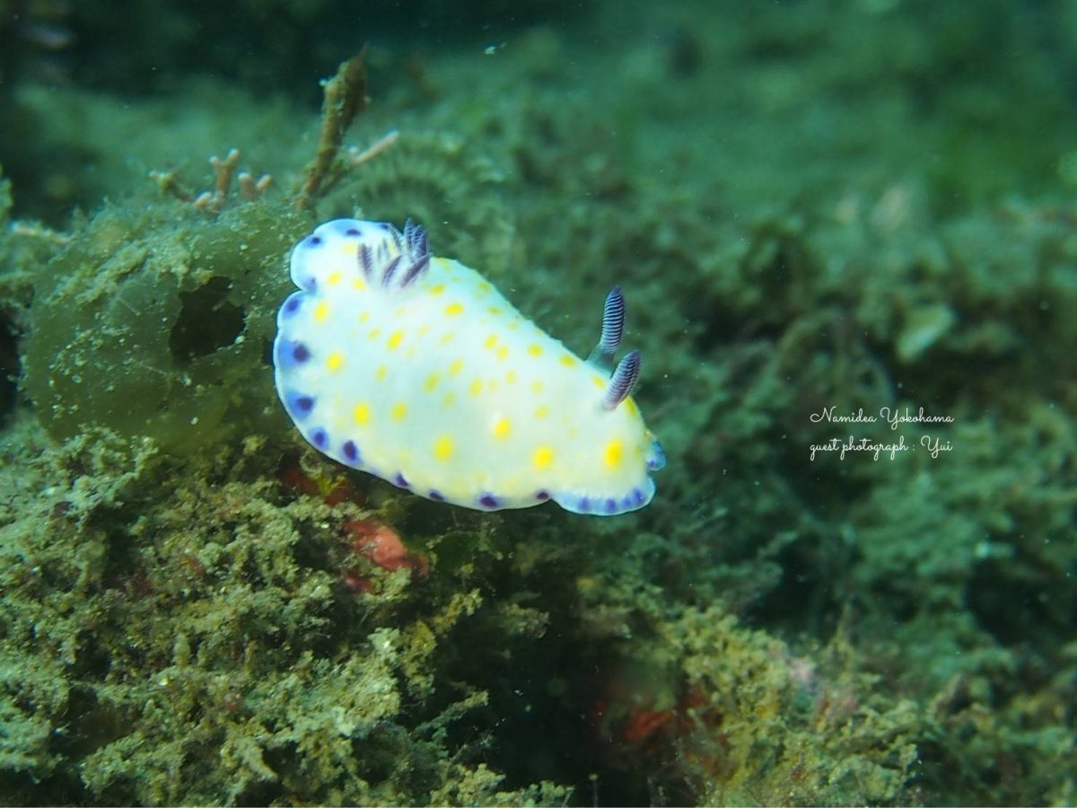 コモンウミウシ