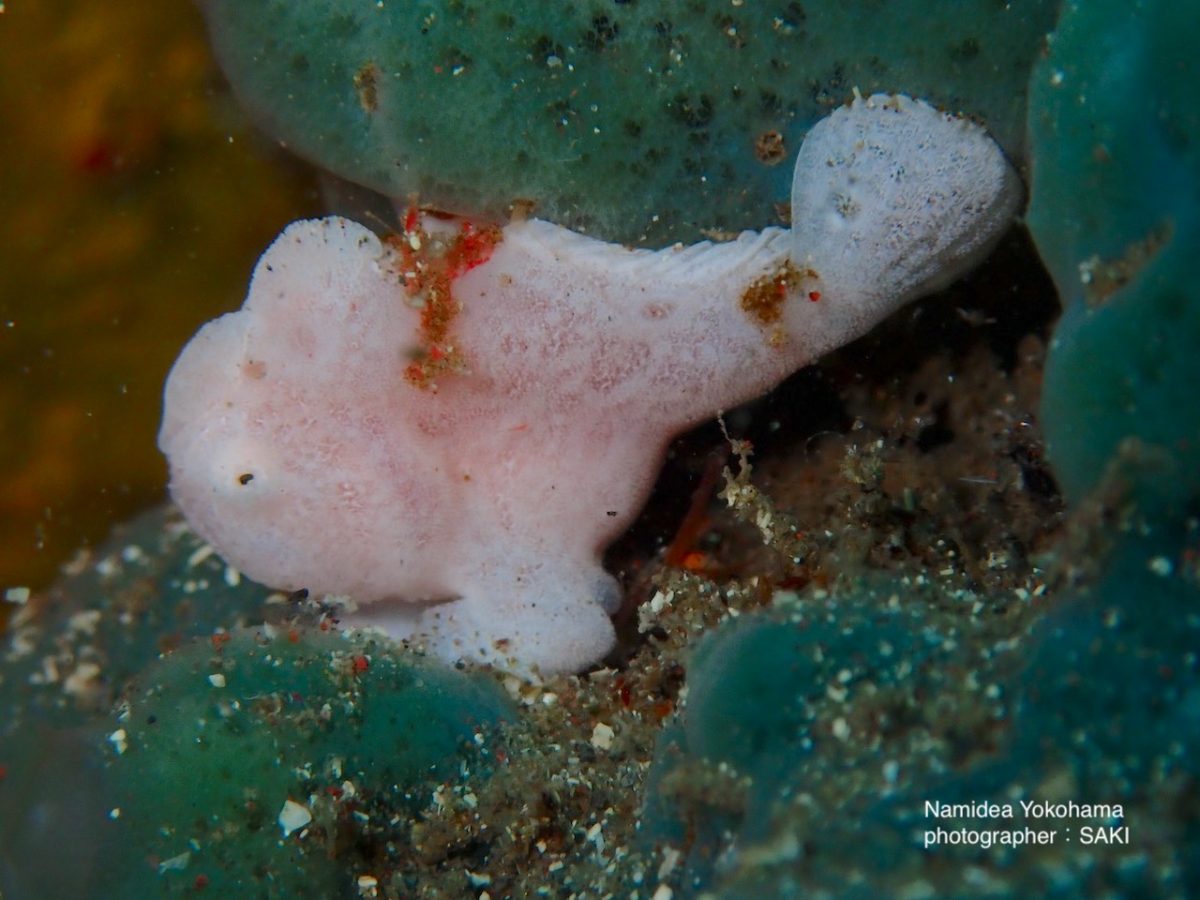 さきちゃん オオモンカエルアンコウ